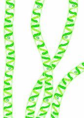 擴大水綿 擴大水綿