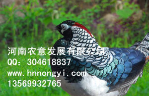 白腹錦雞苗 白腹錦雞苗