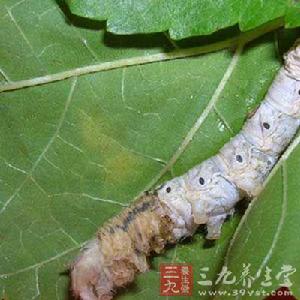 蠶腐敗病 蠶腐敗病