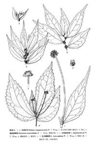 長梗赤車 長梗赤車