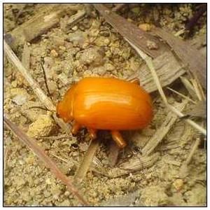 黃胸寡毛跳甲 黃胸寡毛跳甲