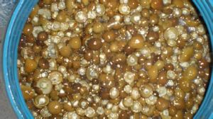 鹽漬滑子菇 鹽漬滑子菇