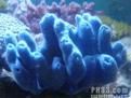 藍海綿珊瑚