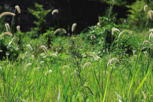 洋狗尾草 洋狗尾草