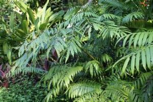 櫟葉槲蕨 櫟葉槲蕨