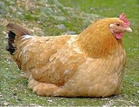 皖南土雞 皖南土雞