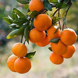 牛肉紅朱橘 牛肉紅朱橘