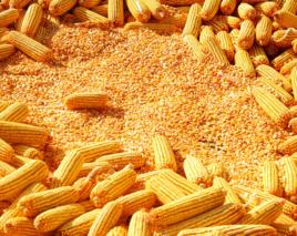 能量飼料 能量飼料