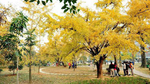 長興十里銀杏長廊