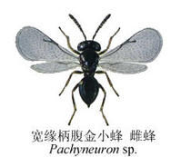 寬緣柄腹金小蜂 寬緣柄腹金小蜂