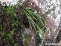 書帶蕨屬 書帶蕨屬