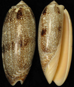 錦綢榧螺 錦綢榧螺