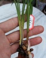 大唐奇觀 大唐奇觀