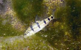 厚唇光唇魚 厚唇光唇魚