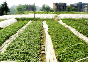 京研反季節大白菜栽培 京研反季節大白菜栽培