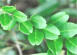 東風橘根 東風橘根