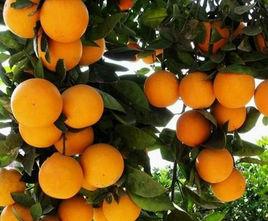 冰糖柑苗 冰糖柑苗