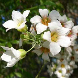桐花[清明節氣之花]