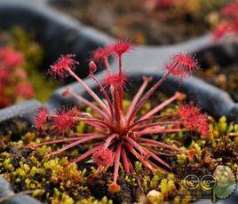 孔雀茅膏菜 孔雀茅膏菜