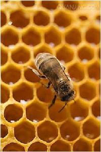 蜂蜜