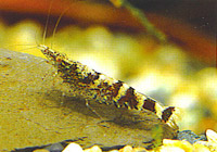 花斑米蝦