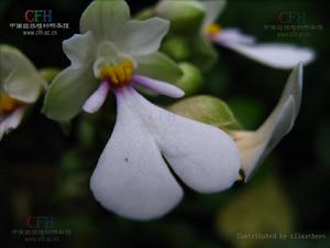 澤瀉蝦脊蘭 澤瀉蝦脊蘭