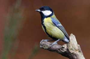 大山雀兩伊亞種