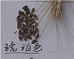 彩麥（琥珀色）