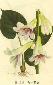 心葉百合 心葉百合