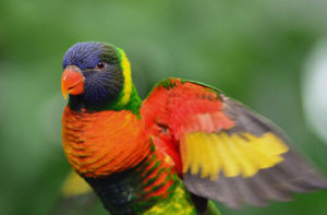 馬仙納氏虹彩吸蜜鸚鵡 馬仙納氏虹彩吸蜜鸚鵡