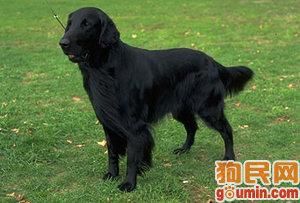 平毛獵犬 平毛獵犬