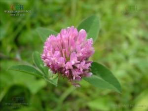 紅車軸草 紅車軸草