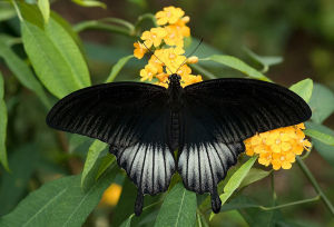 人妖美鳳蝶 人妖美鳳蝶