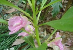 東北鳳仙花 東北鳳仙花