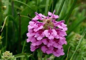 穗花馬先蒿 穗花馬先蒿