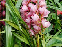 蘭花根[某些蘭科植物的根]