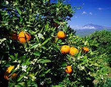 橘樹
