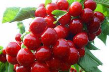 先鋒[水果品種]