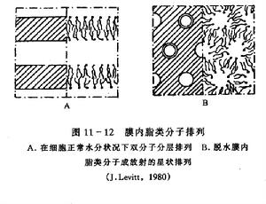 （圖）避旱植物