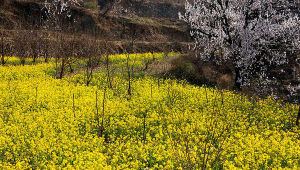 大坪油菜花 大坪油菜花