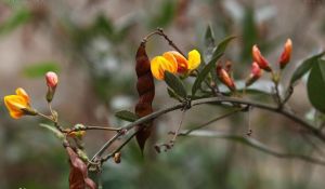 新蝶豆屬 新蝶豆屬