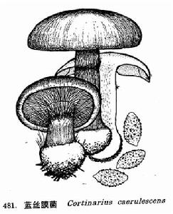 藍絲膜菌 藍絲膜菌