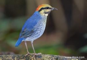 藍八色鶇