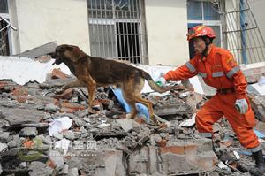 中國搜救犬