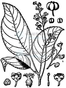 葉輪木屬 葉輪木屬