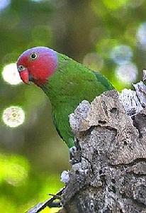 紅頰鸚鵡 紅頰鸚鵡
