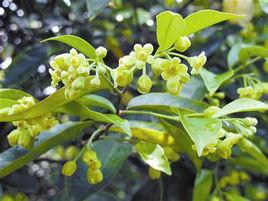 莞香[瑞香科常綠喬木]