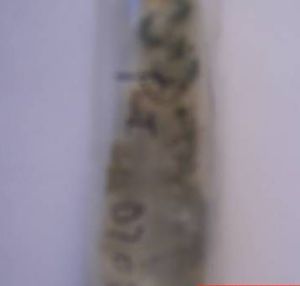 義大利青黴 義大利青黴