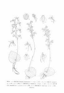 短距舌喙蘭 短距舌喙蘭