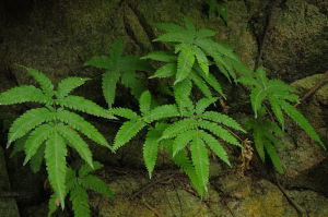 溪邊鳳尾蕨 溪邊鳳尾蕨